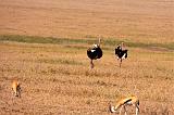 TANZANIA - Serengeti National Park - 310 Struzzi